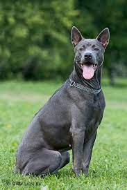 42 Thai Ridgebacks Ideas Thai Ridgeback Dog Breeds Dogs