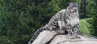 The average litter size is three cubs, which weigh about 450 grams (1 pound) at birth. Louisville Zoo Snow Leopards Are Clear Of Virus And On Exhibit Louisville Zoo