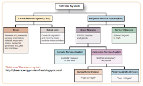 Http Pharmacology Notes Free Blogspot Com Nervous System Anatomy Central Nervous System Peripheral Nervous System