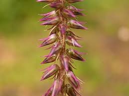 Image result for Achyranthes aspera