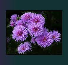 The Meaning Of The September Birth Flower The Aster Is Love Faith Wisdom And Symbolizes Valor September Birth Flower September Flowers Birth Month Flowers
