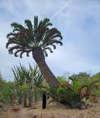 Image result for Encephalartos