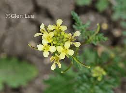 Image result for Erucastrum