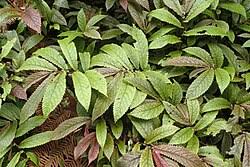 Image result for Elatostema paivaeanum