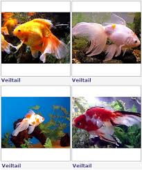 Oldukça hassas bir yapıya sahip olmaları nedeni ile temiz ve ve hijyenik bir akvaryum içerisinde hayat sürmek isterler. Japon Baliklari Hakkinda Evde Usta Var