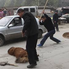 Tibetan Mastiffs Abandoned By Rich Chinese Thousands Of