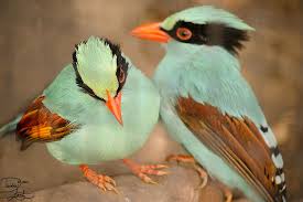 Birds Of A Feather 2020 Episodes Pin On Birds Of A Feather
