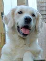 Beautiful labrador pups for sale. Golden Retriever Breeders Near Scarborough North Yorkshire Champdogs