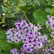 Image result for Pericallis