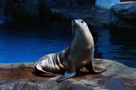 Seal is a british singer and songwriter, best known for his song kiss from a rose, who has sold more than 20 million records worldwide. Fun Facts About Seals Sea Life Sunshine Coast