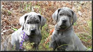 Feel free to browse hundreds of active classified puppy for sale listings, from dog breeders in pa and the surrounding. Great Dane Puppies Near Me Petfinder