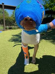 Poor Buddy was cruelly set on fire and strangled with an extension cord, by  a 12-year-old kid... Now, after a long road of recovery, he's finally  getting the happy ending he deserves...