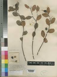 Image result for Synaptolepis