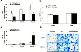 Saleem became a partner in 1985 & was appointed senior partner in 2001. Cd45 Negatively Regulates Monocytic Cell Differentiation By Inhibiting Phorbol 12 Myristate 13 Acetate Dependent Activation And Tyrosine Phosphorylation Of Protein Kinase Cd Journal Of Biological Chemistry