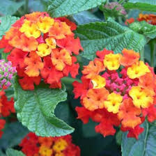 Pin On Jardinage