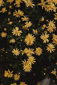 Download the perfect yellow aesthetic pictures. 550 Yellow Aesthetic Pictures Download Free Images On Unsplash