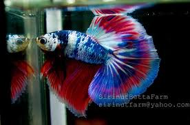 Aquabid Com Best Fancy Lavender S547 Betta Betta Fish Betta Fish Care