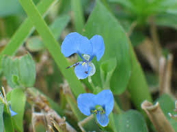Image result for Commelina saxosa