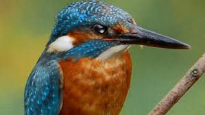 Die turteltaube steht für glück, liebe und frieden. Jeder Darf Mitwahlen Gesucht Wird Der Vogel Des Jahres Muhr Am See Nordbayern De