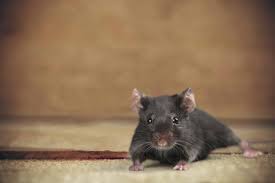 Throw in a sheet as an odor. How To Get Rid Of Mice Wildliferemoval Com