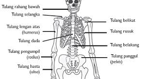 Cara kerja otot dibedakan menjadi sadar dan tidak sadar. Tema 4 Soal Rangka Manusia Untukmu Siswaku