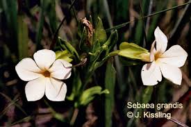 Image result for Sebaea