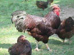 We did not find results for: Cherry Eggers Vs The Real Rhode Island Reds Backyard Chickens Learn How To Raise Chickens