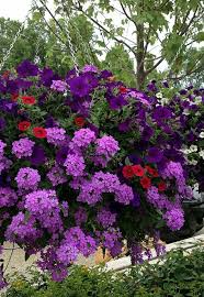 Jpgardening.wordpress.com, site no longer available.) Purple Flower Blooms Hanging Garden Hanging Flower Baskets Plants