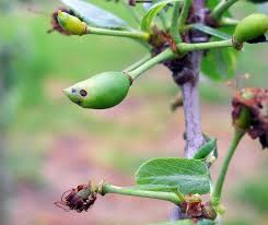 Image result for puklice švestková obrázek