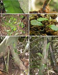 Image result for Elaphoglossum macropodium