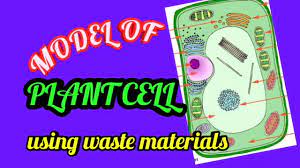 Maybe you would like to learn more about one of these? Simple And Easy Way To Make A Plant Cell Model Diy Waste Material Homemade School Exhibition Youtube