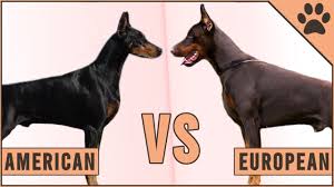 We have loved both american and european dogs and they were all wonderful. American Doberman Vs European Doberman Youtube