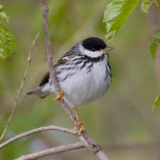 We did not find results for: A Boldface Guest List For Bird Week The New York Times