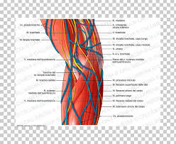 Ligaments connect bones to other bones. Ulnar Nerve Nervous System Elbow Medial Epicondyle Of The Humerus Png Clipart Free Png Download