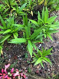 Image result for Justicia salvioides