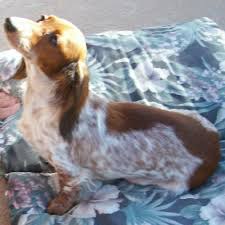 5 out of 5 stars. 0 Breed Description