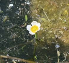 Image result for Ranunculus raeae