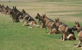 Consistently reward correct behaviors with praise. How To Train Your Service Dog Gsd Service Dog Training Tips Shepped Com
