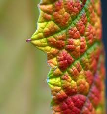 The Leaf Texture Is Amazing Leaf Texture Autumn Scenes Patterns In Nature