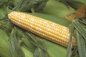 As sweet and delicious as the name implies, each ear of peaches & cream corn boasts a combination of tender white and yellow kernels. Peaches Cream Eh Bi Color Sweet Corn Corn Products Vegetables Rupp Seeds