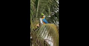 video alguna vez has visto a una guacamaya tomar agua de coco guacamaya tomar agua de coco