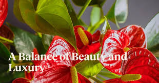 Anthurium Potted Plant, Flamingo Plant Assorted Colors, 4