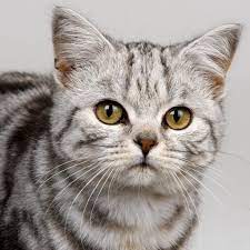 british shorthair ingiliz kedisi irk analizi ve ozellikleri
