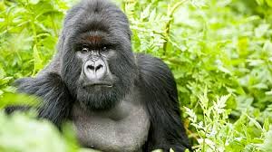 introduce gorilla safari ...