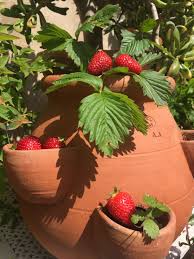 C Est La Saison Des Fraises Et Chez Ravel Nous Avons Pense A Tout Des Jarres A Fraises Pour Les Cultive Poterie Ravel Pots De Fraises Saison Des Fraises