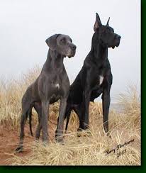 It may seem like i am talking you out of getting a dane and maybe i am. Great Danes Photo Great Dane Dane Puppies Great Dane Black Great Danes