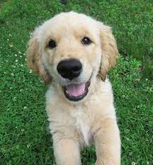 After the neutering process, the dog may remain inactive. Can I Calm My Dog Down By Having Him Neutered News