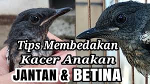 Cara membedakan ikan cupang plakat jantan dan betina juga bisa kita lakukan dengan memahami perbedaan berikut ini. Ciu Besar Decu Kembang Jantan Dan Betina By Saya Sakti