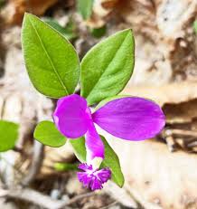 Image result for Polygalaceae