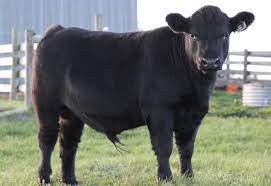 The key to success in all transition and fresh cow programs is to keep cows healthy. Dp Park Australian Lowline Angus Enforcer Mini Kuhe Mini